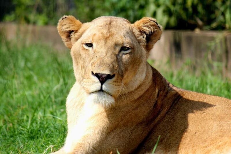 From South Africa: Lion and Safari Park Half-Day Tour - Key Points