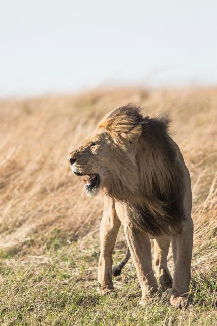 From South Africa: Lion and Safari Park Half-Day Tour - A Closer Look at the Lion Park Half-Day Tour