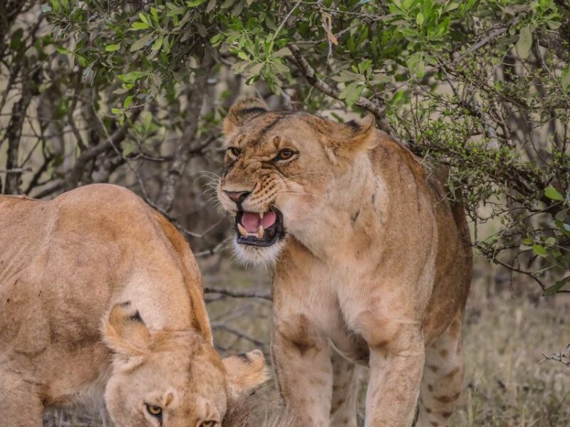 From South Africa: Lion and Safari Park Half-Day Tour - FAQ