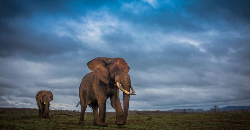 From St Lucia: iSimangaliso Sunset Safari - Who Should Consider This Tour?
