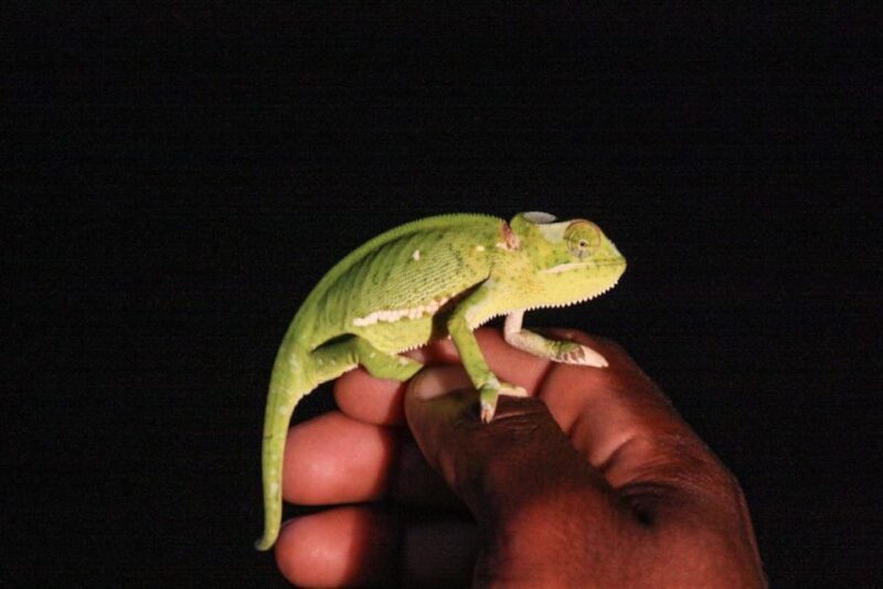 From St Lucia: iSimangaliso Wetland Park Night Drive Safari - Who Should Consider This Tour?