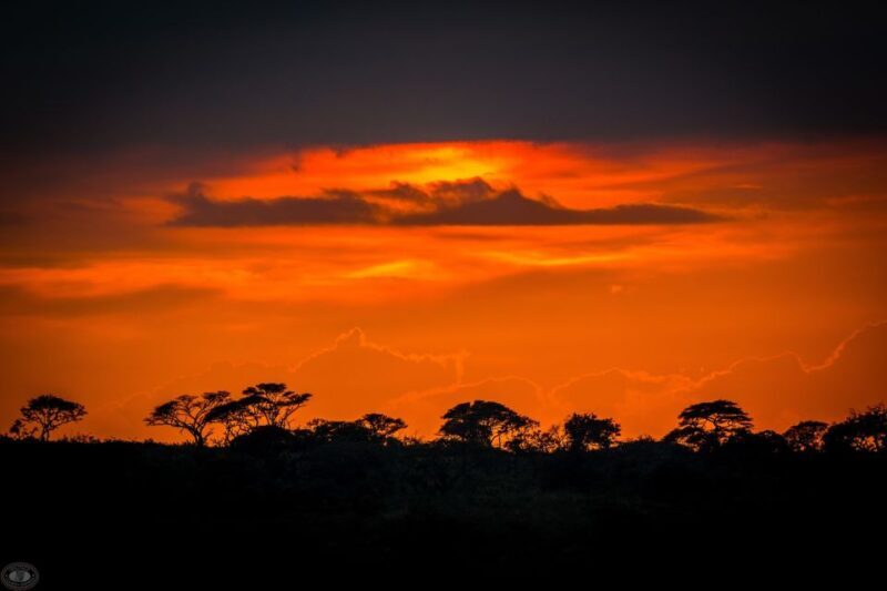 From St Lucia: iSimangaliso Wetland Park Night Drive Safari - The Sum Up