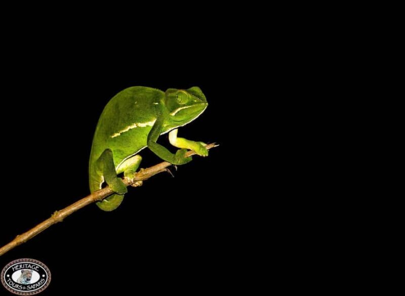 From St Lucia: iSimangaliso Wetland Park Night Drive Safari - FAQs