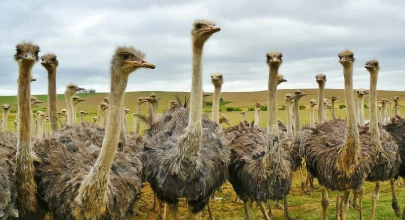 From Stellenbosch: 3-Day Garden Route Tour with Game Drive - Who Would Enjoy This Tour?