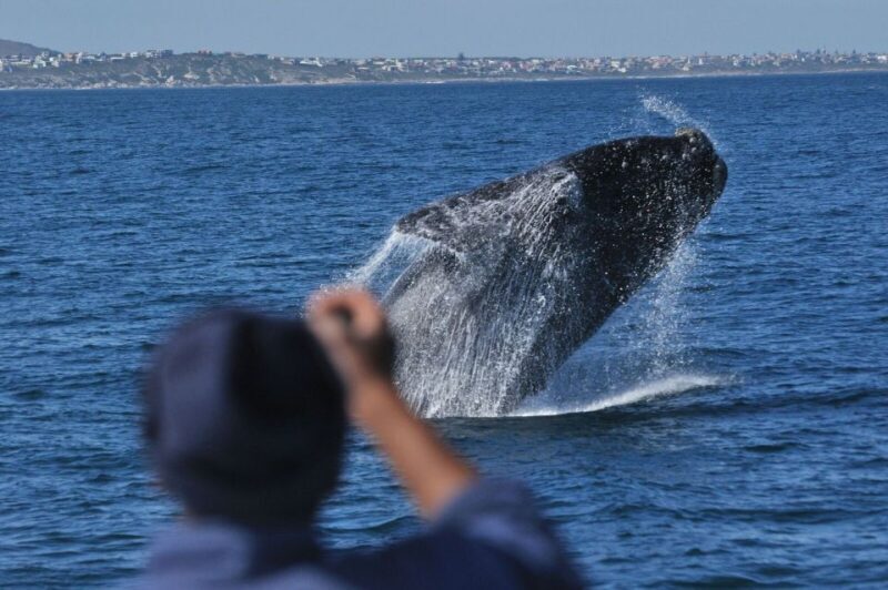 From Stellenbosch: Hermanus Whale Route Tour - A Deep Dive into the Experience