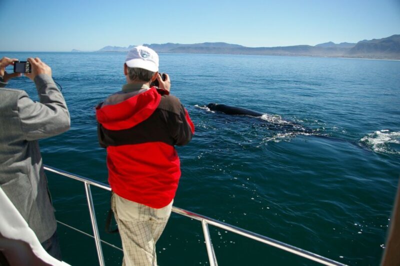 From Stellenbosch: Hermanus Whale Route Tour - Concluding Thoughts