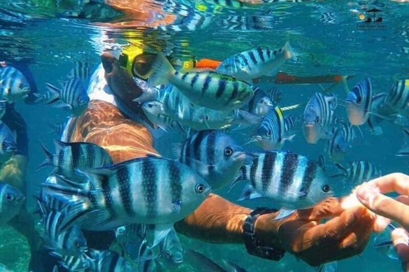 From Stone Town: Mnemba Dolphins & Snorkeling with Lunch - From Stone Town: Mnemba Dolphins & Snorkeling with Lunch – A Genuine Ocean Adventure