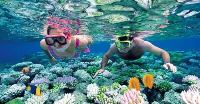 From Stone Town: Mnemba Dolphins & Snorkeling with Lunch - What’s Included and What Costs Extra