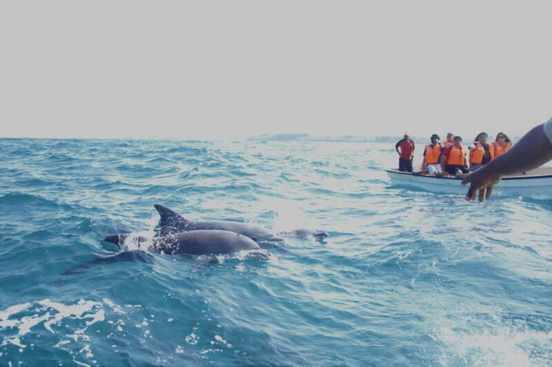 From Stone Town: Mnemba Snorkeling & Dolphins Experience - Starting the Day: From Stone Town to Marine Life