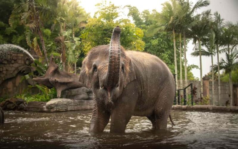 From Sunshine Coast: Australia Zoo Entry Ticket and Transfer - Key Points