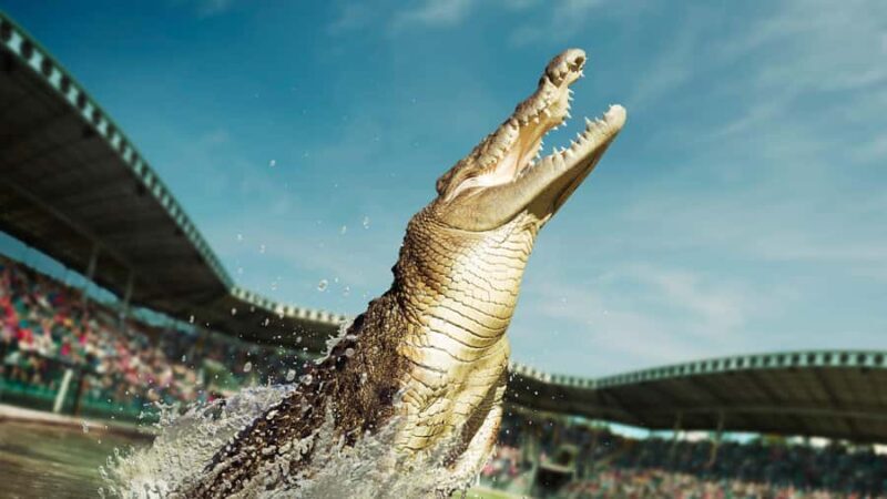 From Sunshine Coast: Australia Zoo Entry Ticket and Transfer - Practical Tips for Visitors
