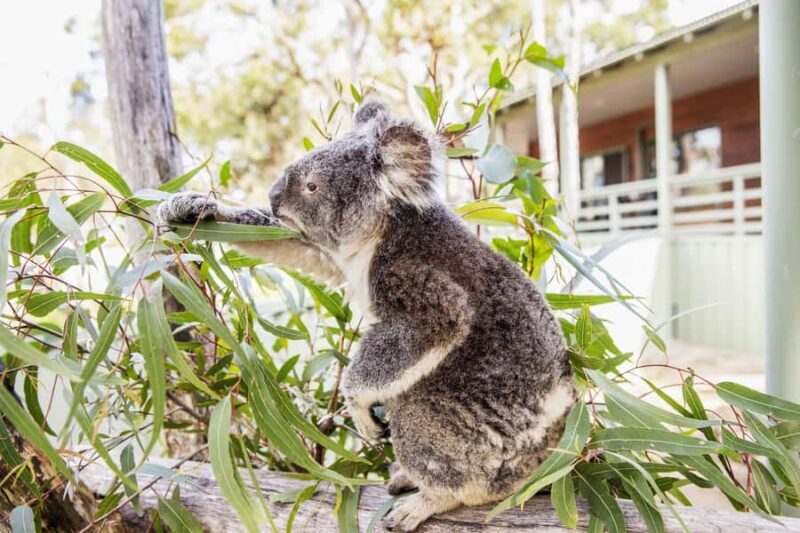 From Sydney: 16-Day Best of East Coast Australia Tour - An In-Depth Look at the 16-Day East Coast Adventure