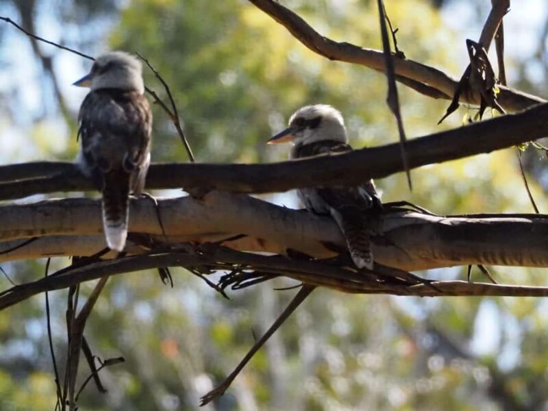 From Sydney: Australian Wildlife Safari with Lunch & Dinner - The Itinerary in Detail