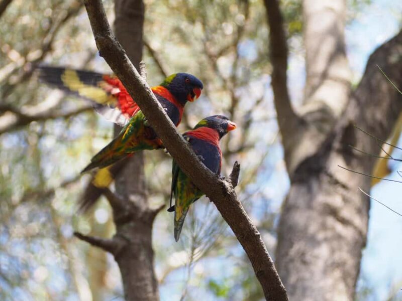 From Sydney: Australian Wildlife Safari with Lunch & Dinner - Transport, Duration, and Practicalities