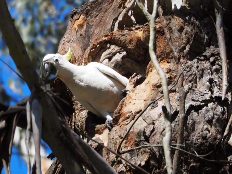 From Sydney: Australian Wildlife Safari with Lunch & Dinner - Authentic Reviews from Participants