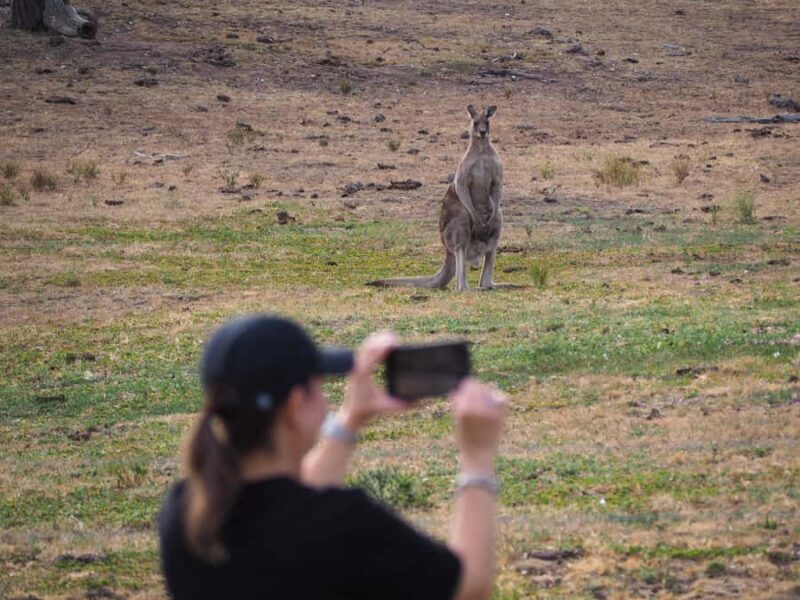From Sydney: Australian Wildlife Safari with Lunch & Dinner - Final Thoughts: Is This Tour Right for You?