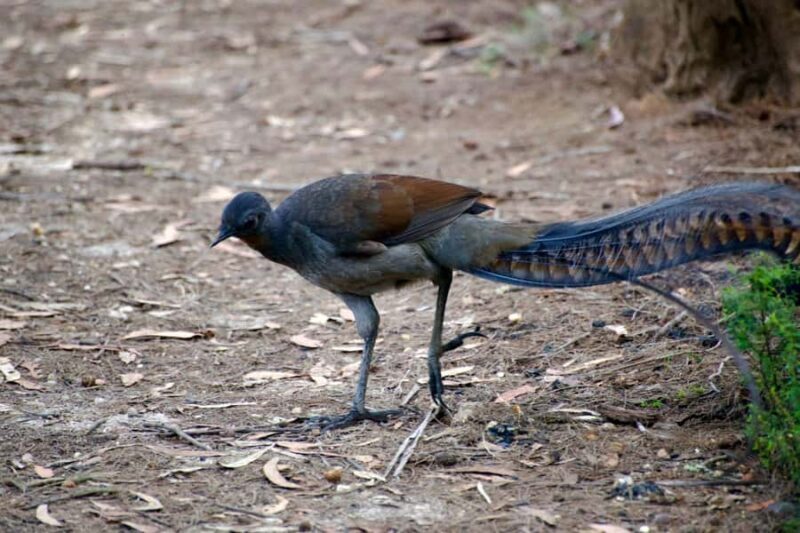 From Sydney: Australian Wildlife Safari with Lunch & Dinner - FAQ Section