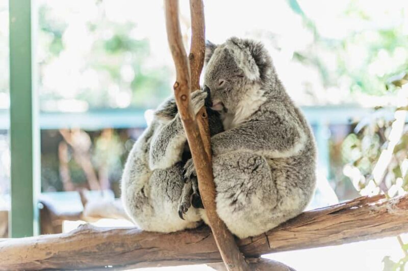 From Sydney: Blue Mountains Full-Day Trip - The Value of the Experience