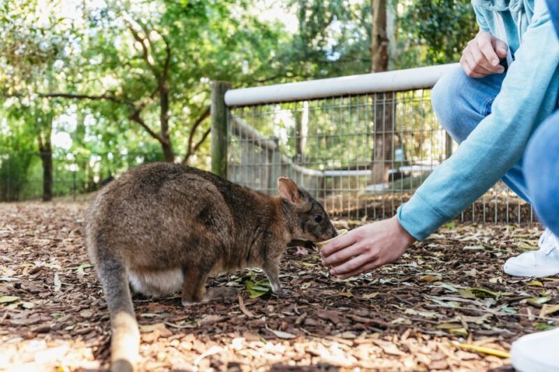 From Sydney: Blue Mountains Full-Day Trip - Who Should Consider This Tour?