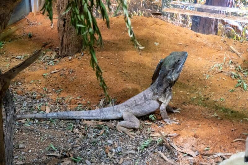 From Sydney: Blue Mountains, Scenic Railway, & Sydney Zoo - Who Will Love This Tour?