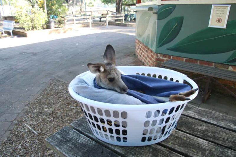 From Sydney: Blue Mountains Small-Group Tour Picnic & Hike - FAQ About the Blue Mountains Small-Group Tour