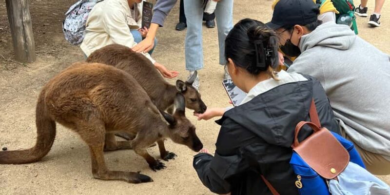 From Sydney: Blue Mountains, Sydney Zoo & Walking Tour - Transportation and Price: Why They Matter