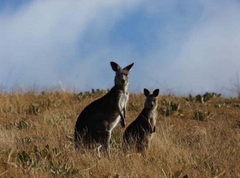 From Sydney: Canberra City Highlights and Floriade Day Tour - Key Points