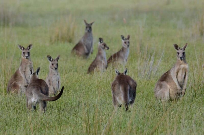 From Sydney: Cool Climate Wineries, Historic Towns, Wildlife - What to Expect from the Experience