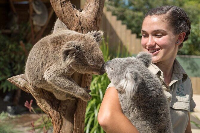 From Sydney: Day Tour to Jervis Bay with Beaches and Koalas - The Experience: What Travelers Can Expect