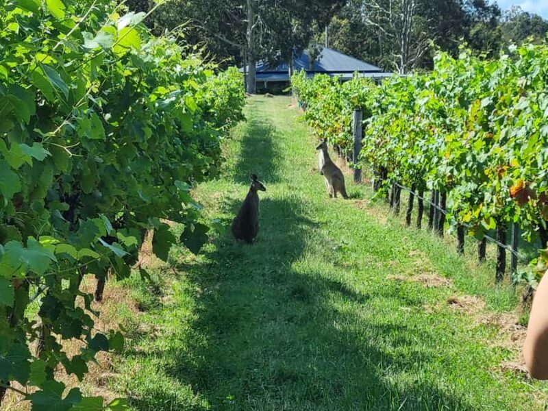 From Sydney: Hunter Valley Beer & Wine Group Tour - An Authentic Taste of Hunter Valley