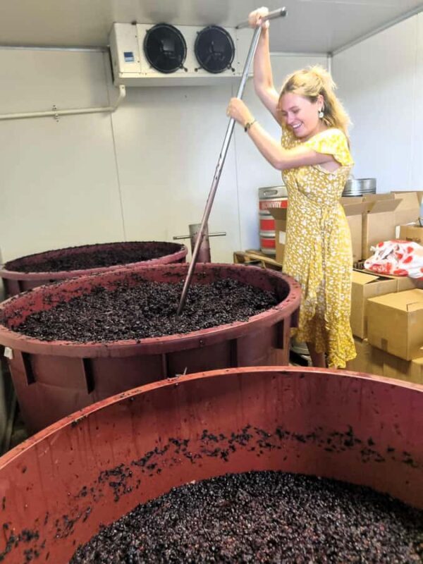 From Sydney: Hunter Valley Wine, Gin & Food Tastings Tour - Tasting Experiences and Food Pairings