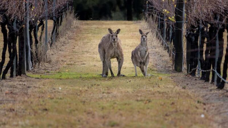 From Sydney: Hunter Valley Wine Tasting & Winery Picnic Tour - A Practical Guide to the Hunter Valley Day Trip