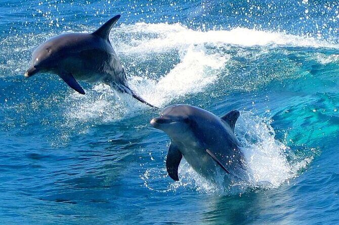 From Sydney: Port Stephens Dolphin, Koalas, Lunch & Sandboarding - The Itinerary: A Closer Look