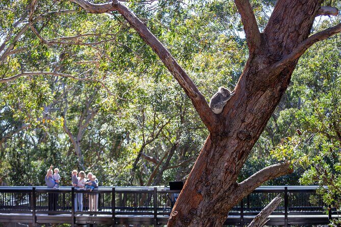 From Sydney: Port Stephens Dolphin, Koalas, Lunch & Sandboarding - The Sum Up