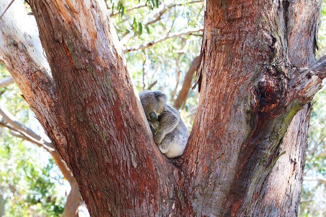 From Sydney: Port Stephens Dolphin, Koalas, Lunch & Sandboarding - FAQs