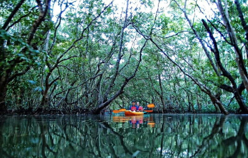 From Tagbilaran City/Panglao Island: Bohol Mangrove Kayaking - What to Expect from the Mangrove Kayaking Tour