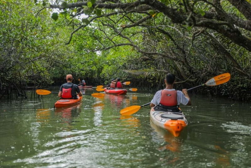 From Tagbilaran City/Panglao Island: Bohol Mangrove Kayaking - An Authentic Bohol Experience