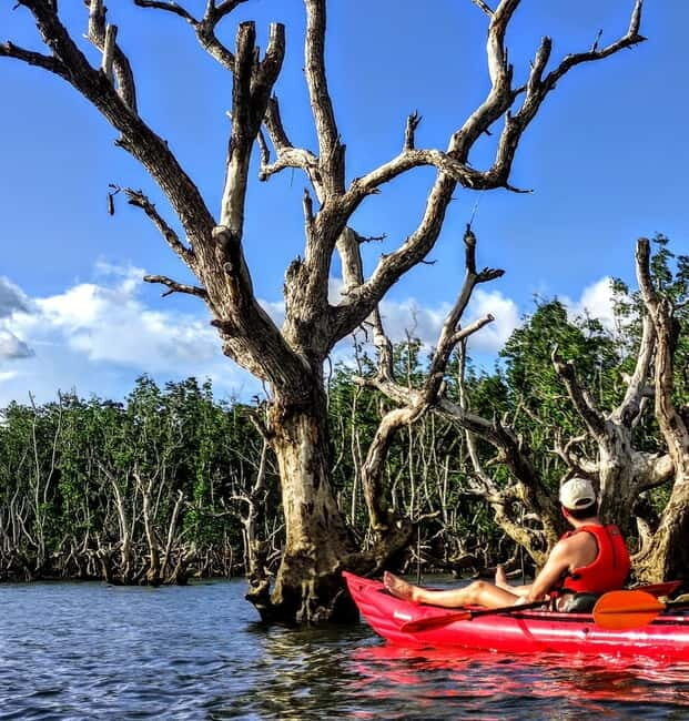 From Tagbilaran City/Panglao Island: Bohol Mangrove Kayaking - Frequently Asked Questions