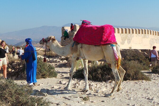 From Taghazoute : 2 Hours Agadir Camel Ride With Transfers and Tea Break - Final Thoughts