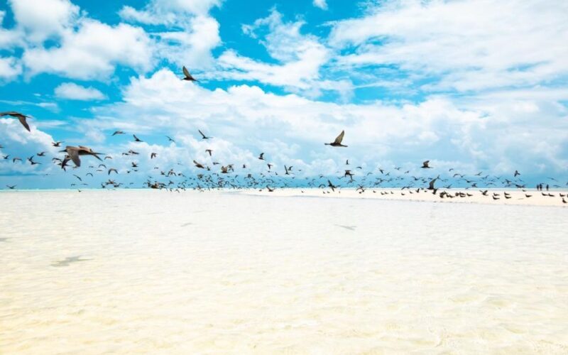 From Tahiti: Tetiaroa Island Tour by Sailing Catamaran - FAQ