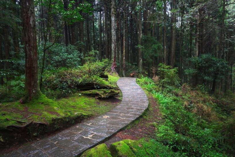 From Taipei City: 3-Day Sun Moon Lake & Alishan Private Tour - An In-Depth Look at the 3-Day Sun Moon Lake & Alishan Tour