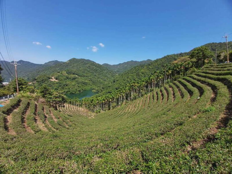 From Taipei: Thousand Island Lake and Pinglin Tea Plantation - An In-Depth Look at the Tour
