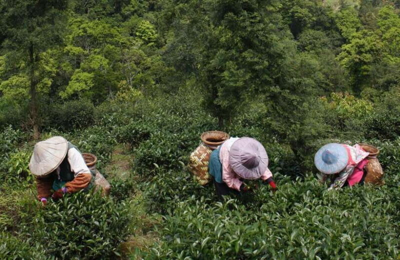 From Taipei: Thousand Island Lake and Pinglin Tea Plantation - Final Thoughts