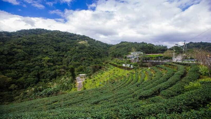 From Taipei: Thousand-Island Lake & Tea Museum Private Tour - The Sum Up
