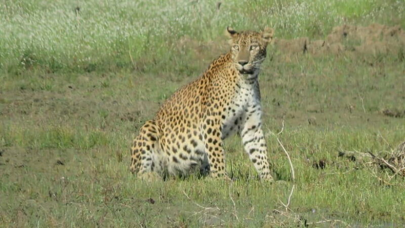 From Tangalle / Hiriketiya - Yala Safari - Drop-off : Ella - Why the Price Has Good Value