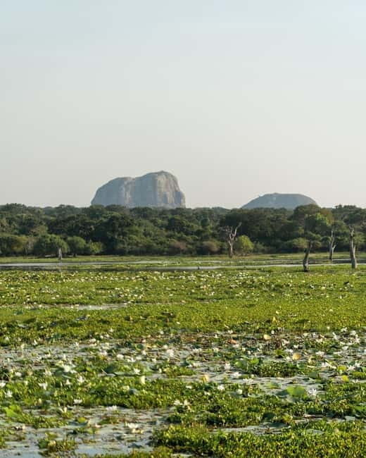 From Tangalle / Hiriketiya - Yala Safari - Drop-off : Ella - What Makes This Tour Stand Out?