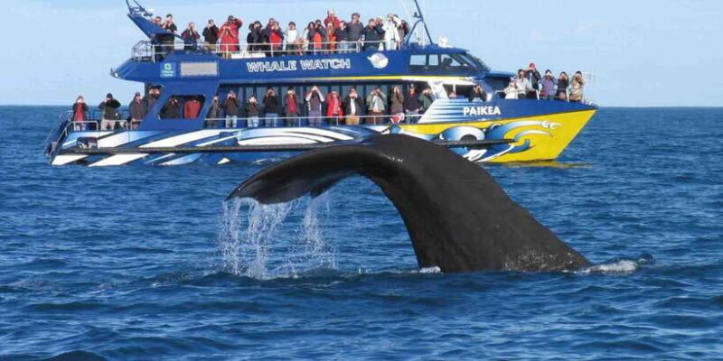 From Tangalle: Mirissa Whale Watching Tour with Breakfast - Key Points