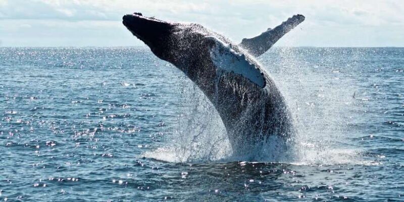 From Tangalle: Mirissa Whale Watching Tour with Breakfast - An Introduction to the Mirissa Whale Watching Experience