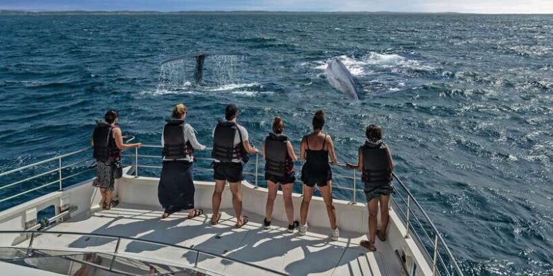 From Tangalle: Mirissa Whale Watching Tour with Breakfast - The Pros and Cons: Balancing the Details