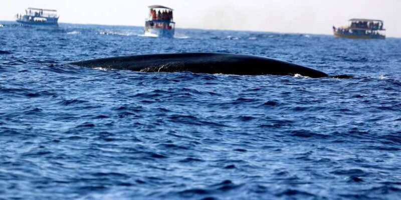 From Tangalle: Mirissa Whale Watching Tour with Breakfast - FAQ